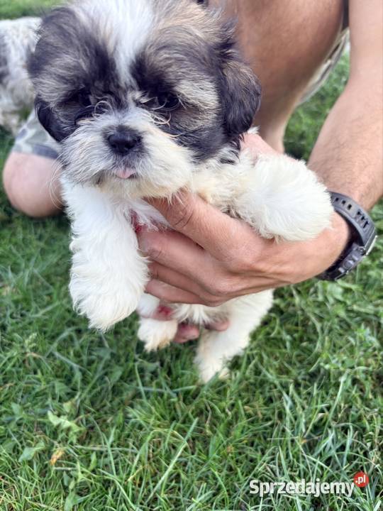 Suczka i dwa pieski szczeniaki ShihTzu lubelskie Bełżyce sprzedam