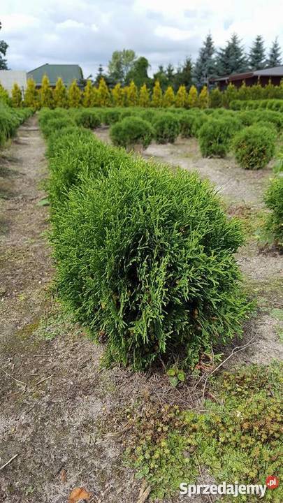 Thuja Hoseri 2030 kulka miniaturka PRODUCENT Ogród