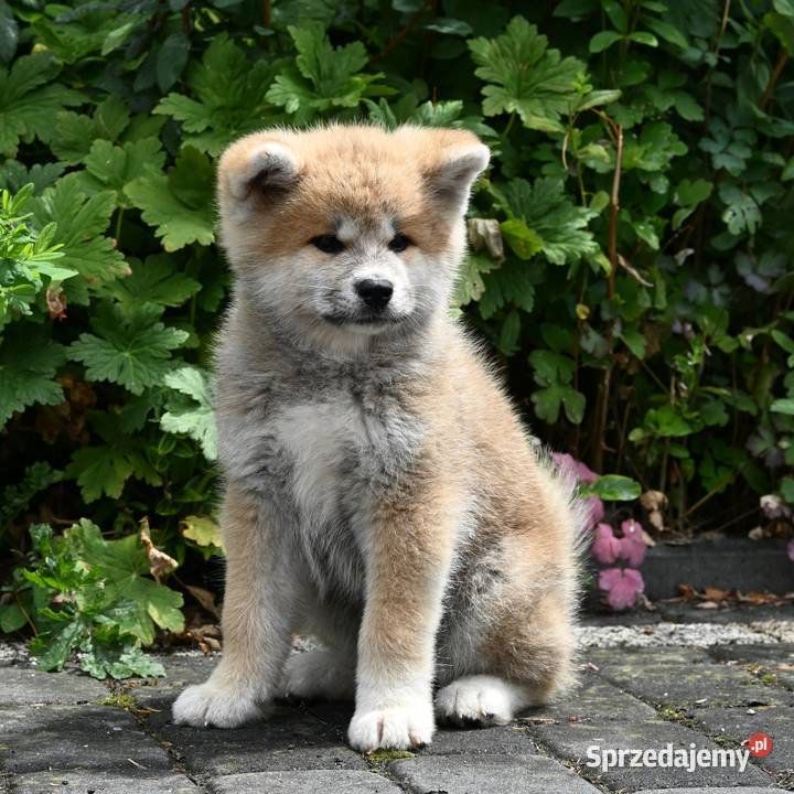 Akita inu akita japońska suczka FCI gotowa do Częstochowa