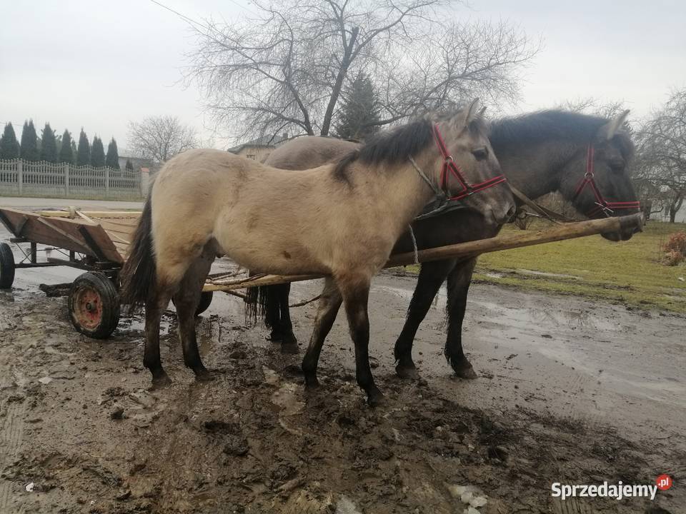 Konik Polski kuc kucyk