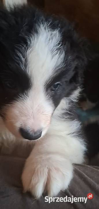 Piękny piesek border collie Łódź sprzedam