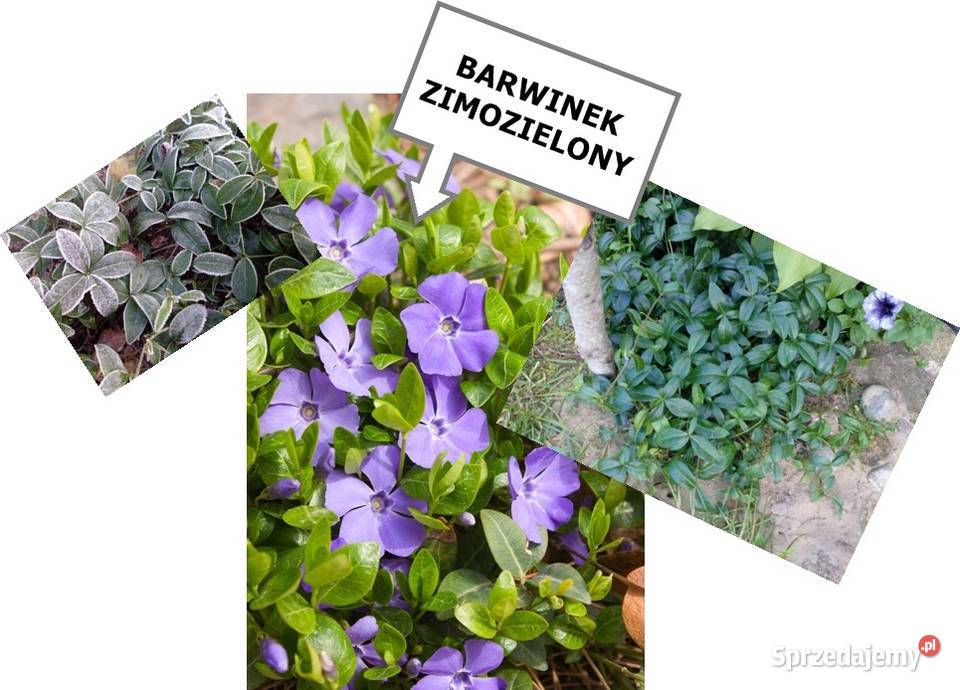 ROZCHODNIK okazały wieloletni inne roślinyWysył Koszalin