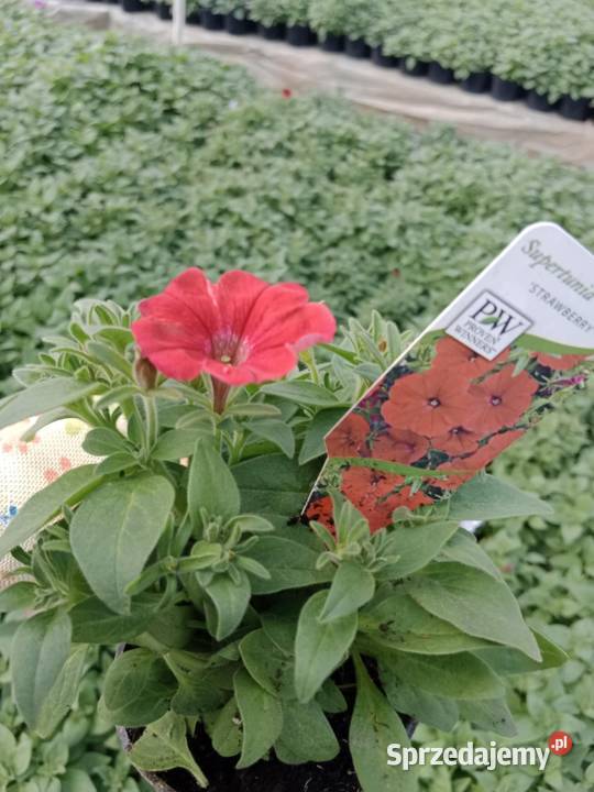 Pelargonia stojąca krakowiaki żywe kwiaty w Kwitnące Czulice