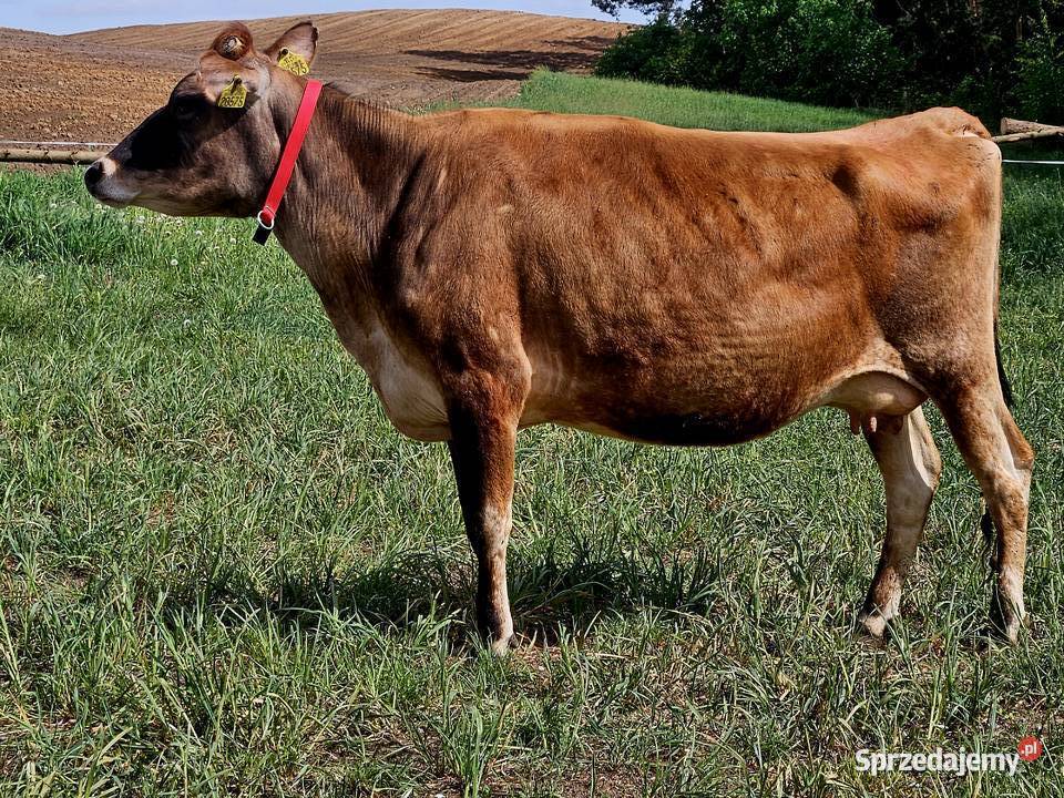 Sprzedam jałówke 100jersey z mlekiem kujawsko-pomorskie Golub-Dobrzyń