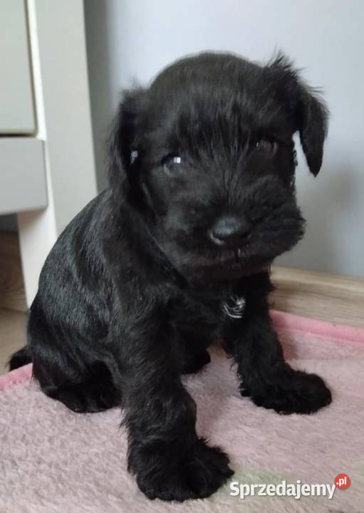 Sznaucer miniaturowy Sznaucer Radgoszcz