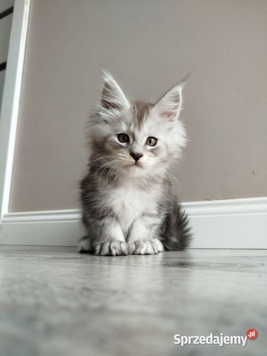 Joker kocur Maine Coon kujawsko-pomorskie Szembruk