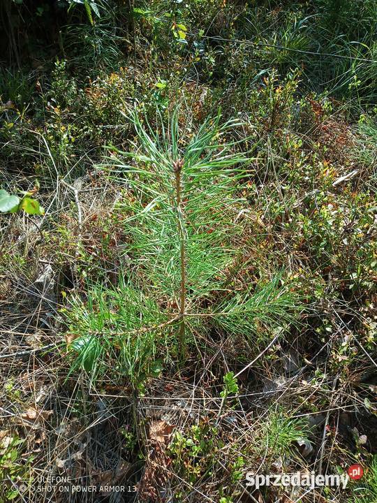 Sadzonka swierku Łomża sprzedam