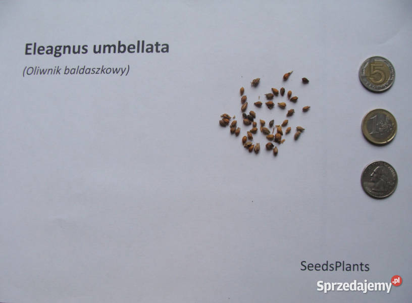 OLIWNIK BALDASZKOWY Eleagnus umbellata NASIONA Lubanie