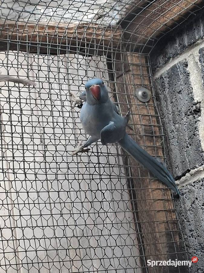 Papugi aleksandretty