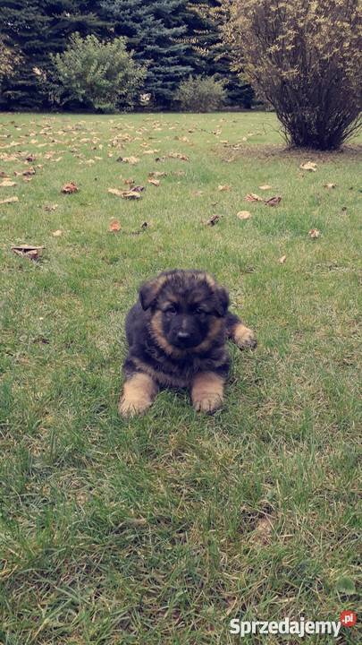 Owczarki niemieckie długowłose lubelskie Janów Lubelski