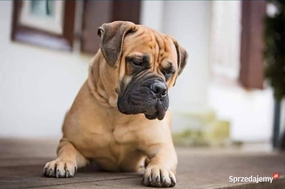 Bullmastiff zapiwiedź miotu Lublin