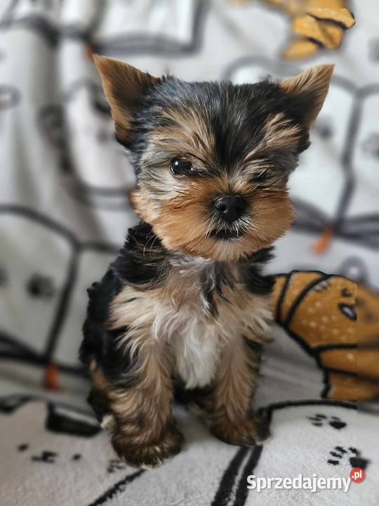 Yorkshire Terrier Piesek Chip Rodowód Wyprawka śląskie sprzedam