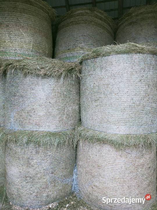 Siano 2 i 3 pokos Pace