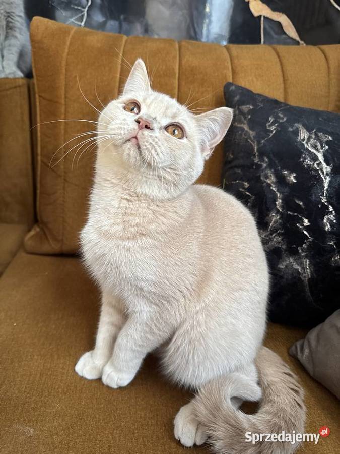 Kocur Brytyjski kremowy gotowy na zmianę domu śląskie Żory
