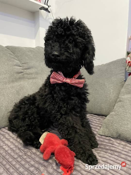 Pudel miniaturowy piesek Ostrożnica sprzedam