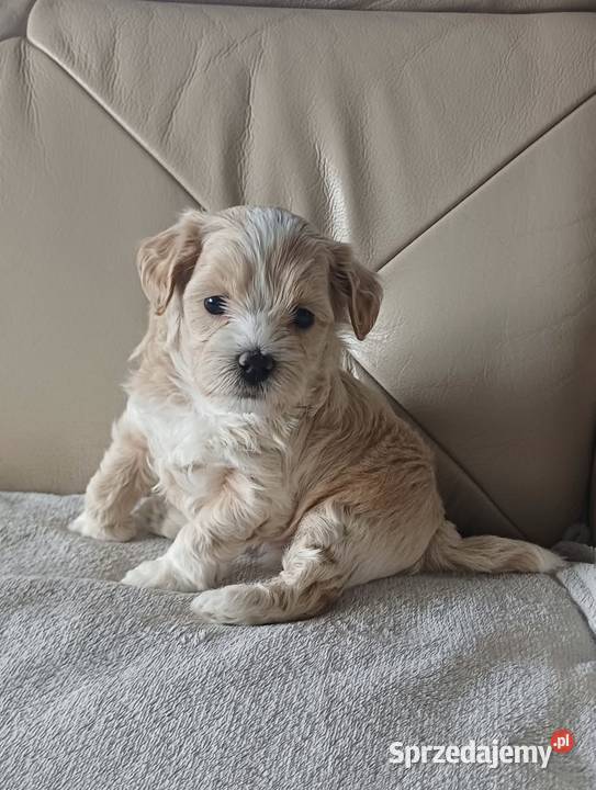 Śliczne Maltipoo F1 małopolskie Gorlice