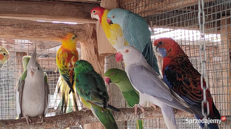 Papugi rozelle aleksandretty Ptaki Wola Mikorska sprzedam