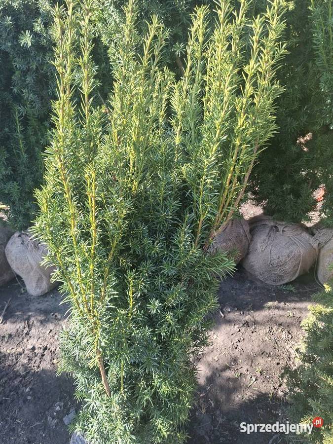 Cis Hicksi SzybkorosnącyGęsty Żywopłot Mszczonów