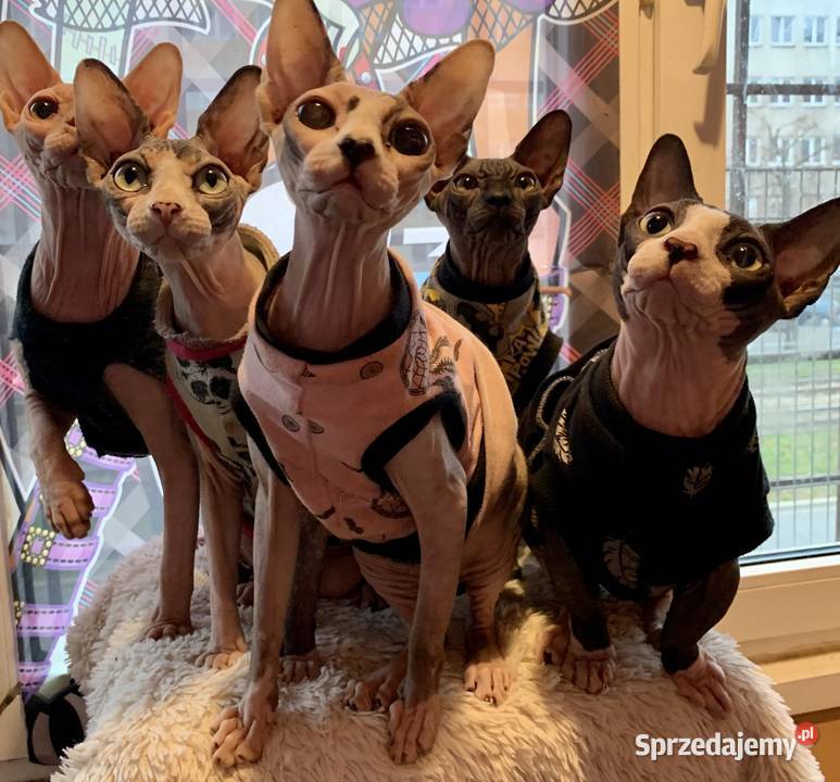 Czarne Niebieskie Białe Kociaki Szuka kocha też Warszawa