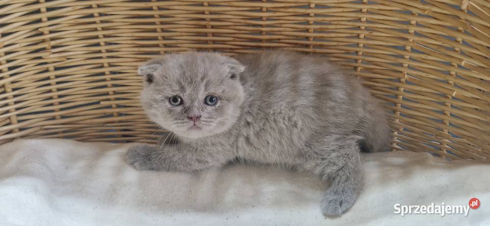 Kocurek Szkocki liliowy zwisłouchy Katowice