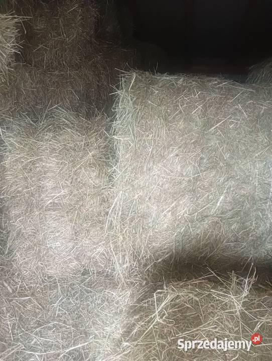 Siano w kostce i balotach i sloma