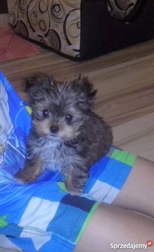 York Miniaturka Psy Łódź