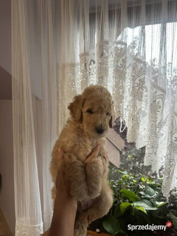 SZCZENIĘTA PUDEL KRÓLEWSKI CZRNE I ZŁOTE Psy śląskie Częstochowa sprzedam