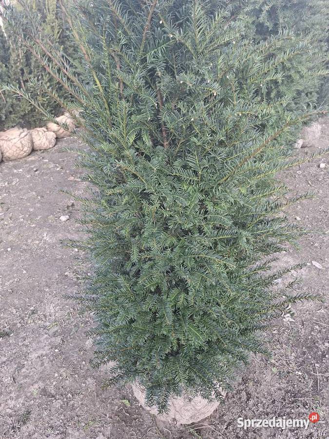 Piękne Cisy Gotowy Żywopłot Baccata Mszczonów sprzedam