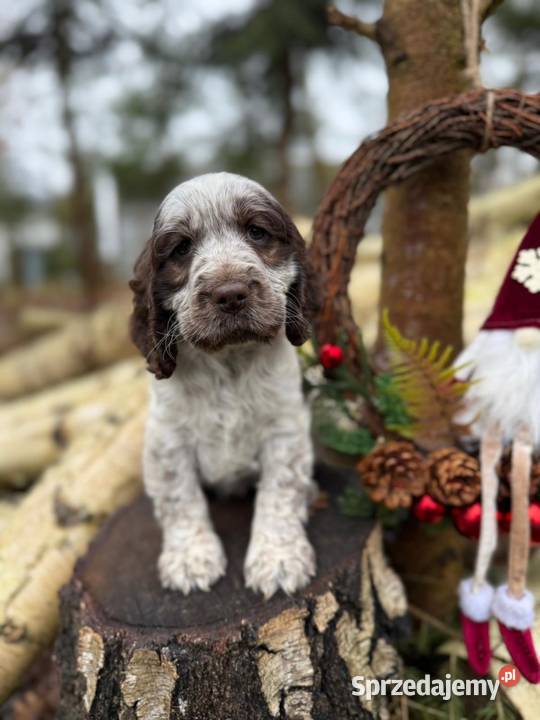 Jedyna taka Wyjątkowa sunia Cocker Spaniel Katowice