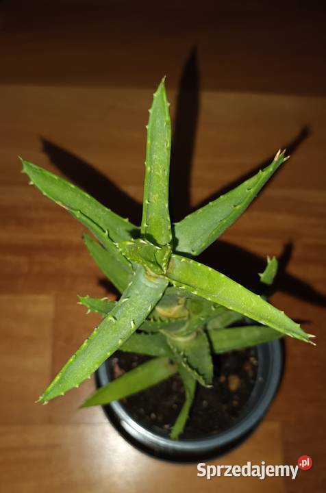Grubosz sansewieria trzykrotkasetkrezja aloes Warszawa