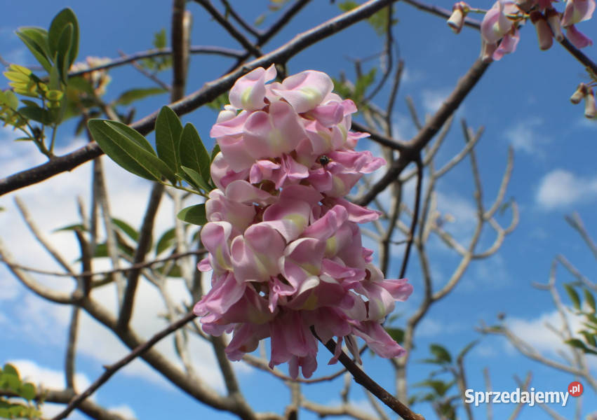 GLIRICIDIA Gliricidia sepium NASIONA 100g Dom i Ogród Lubanie