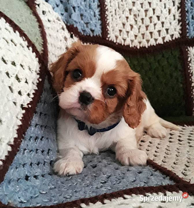 Samiec blenheim Cavalier king charles spaniel Rzeszów