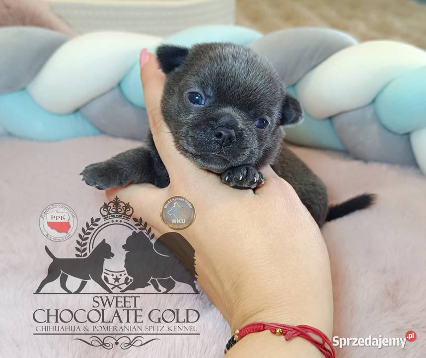 Chihuahua piesek blue niebieski krótkowłosy sprzedam