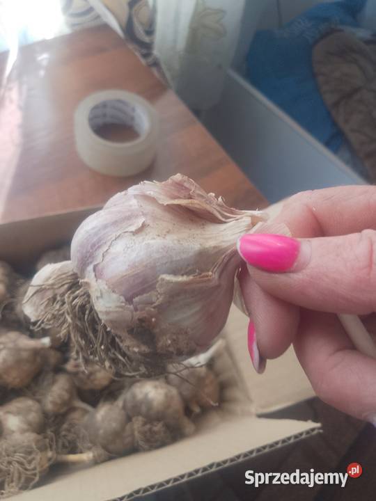 Czosnek Harnaś Tomaszów Lubelski