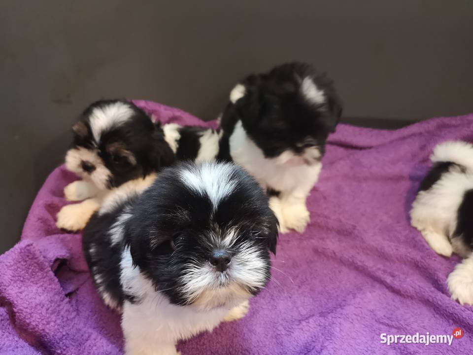 SHIH TZU SUCZKA Szczeniaczek Biało czarna zachodniopomorskie Szczecinek