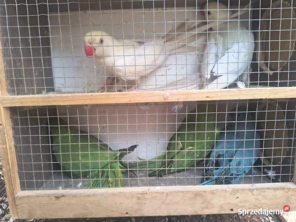 Papugi różnych gatunków mazowieckie sprzedam