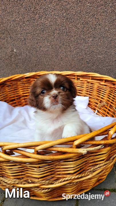 Śliczne Shih Tzu maluchy wychowane w domu małopolskie Bochnia