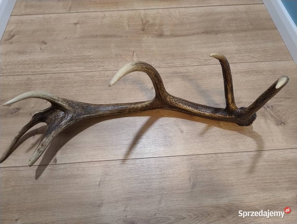 Poroże jelenia Warszawa