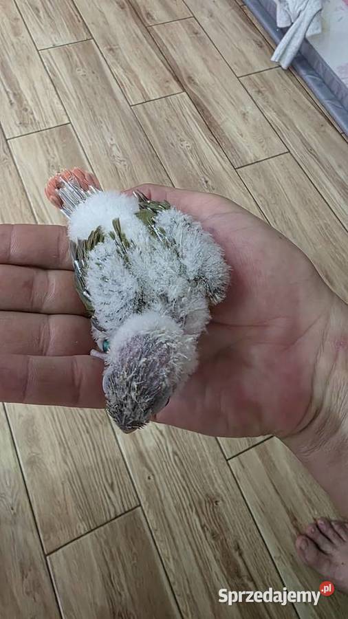 Rudosterka ręcznie karmiona śląskie Czerwionka-Leszczyny