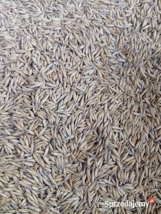 Owies opał pellet pelet