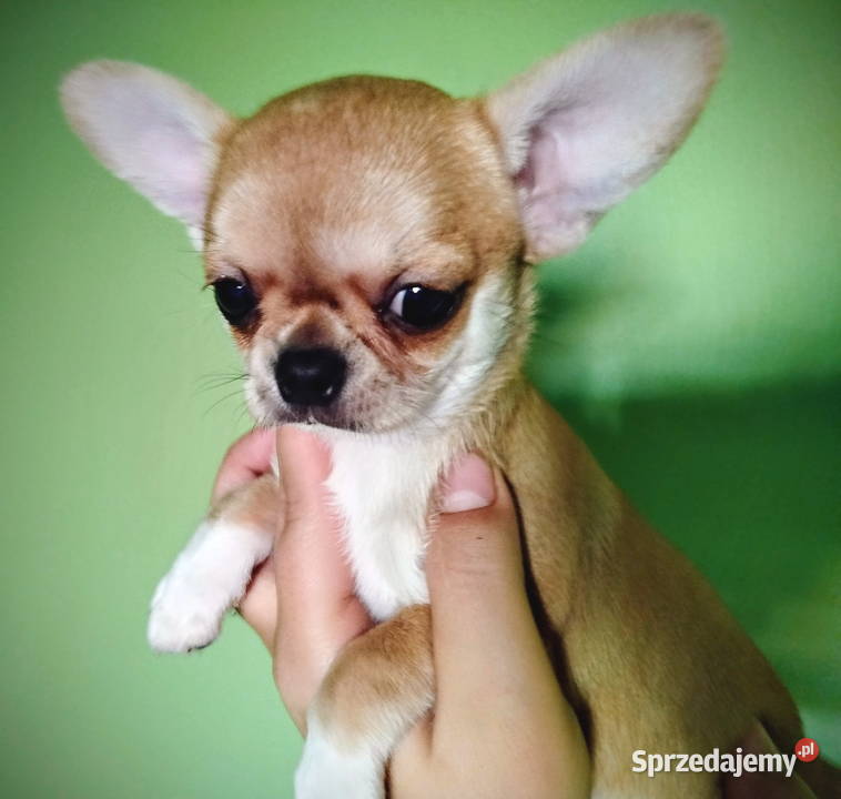 Suczka chihuahua gotowa na zmianę domu Chihuahua