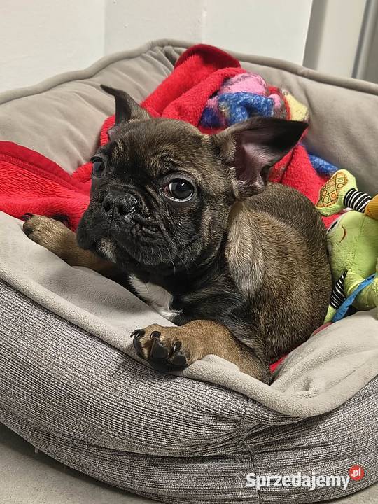 buldog francuski samiec paszport sprzedam