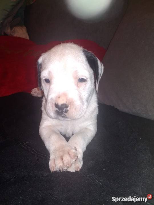 Oddam szczeniaki amstaffa lubelskie Radzyń Podlaski