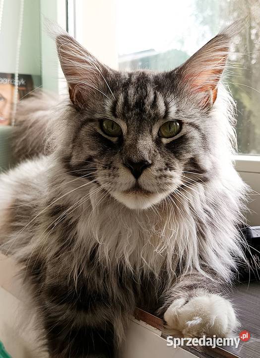 Oriel Wonder Maine Coon niebieska kotka z bielą