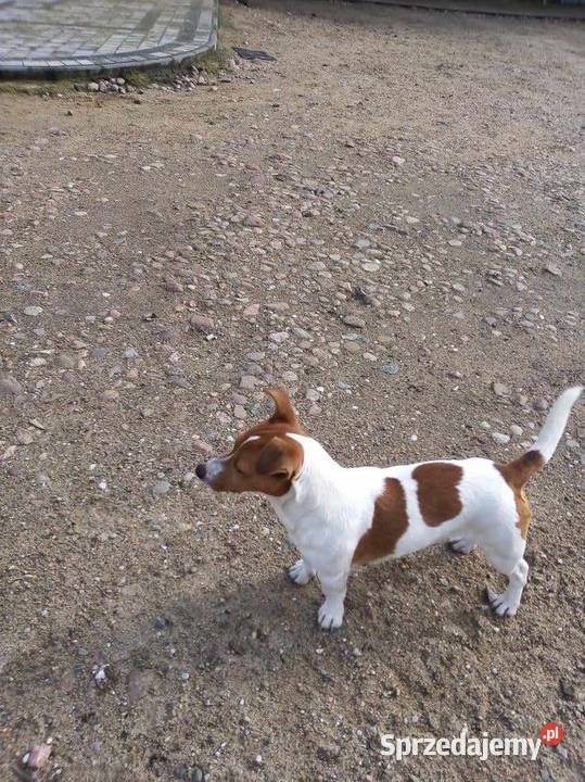 Jack Russell Terrier łódzkie Grabów sprzedam