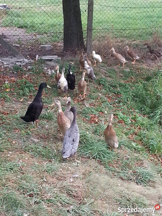 Kaczki Biegusy Młode Różne Kolory