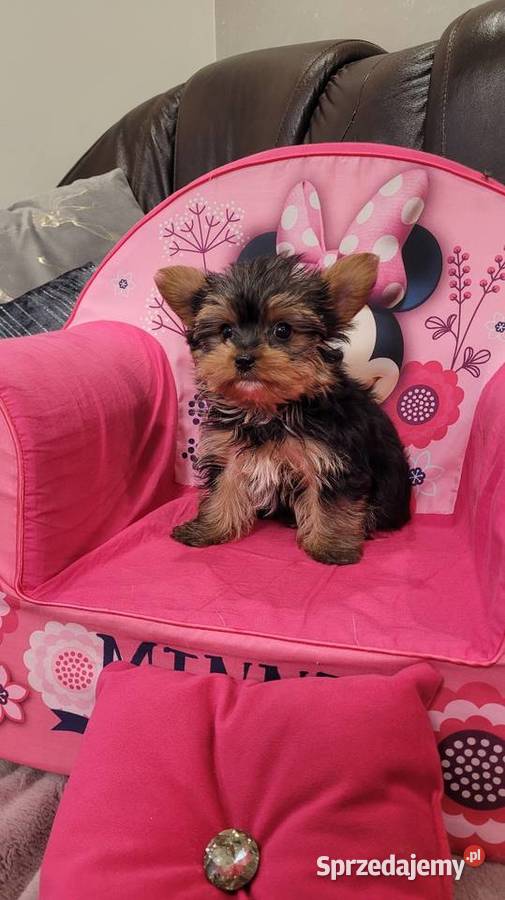 Yorkshire terrier maleńki piesek z wyprawką małopolskie Kraków