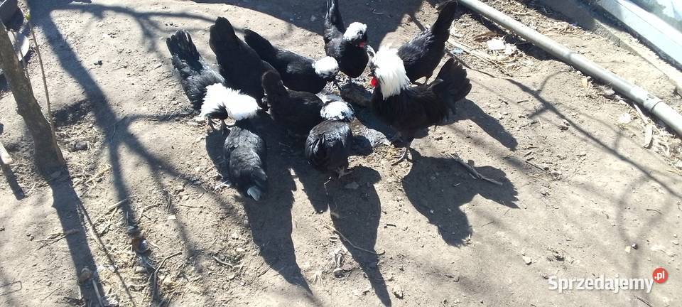 Sprzedam białoczuby holenderskie