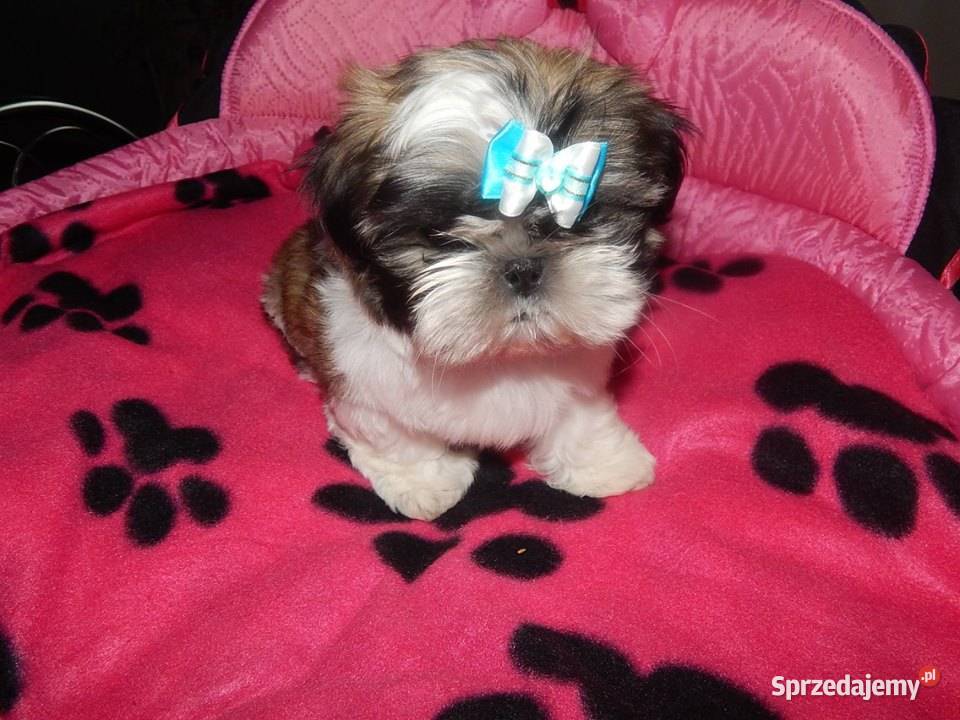 Shih Tzu Urocze Szczeniaczki Maleńkich małopolskie Olkusz