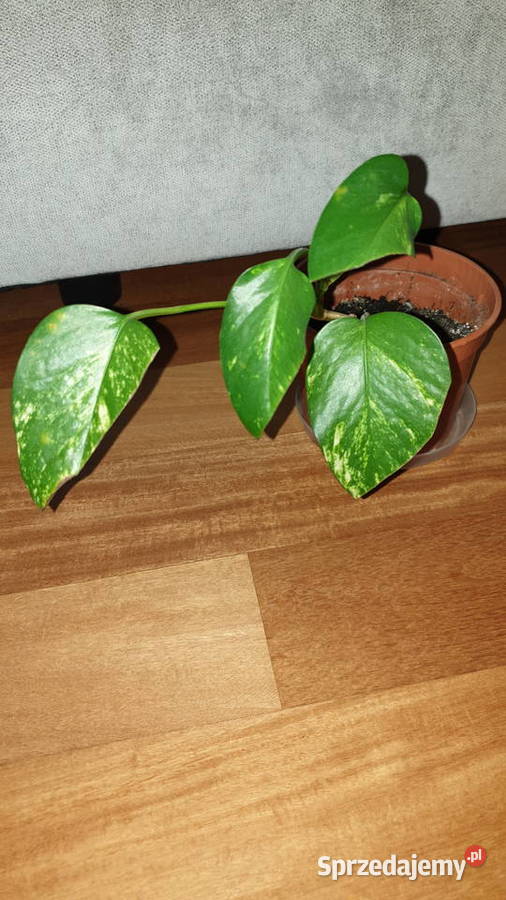 Epipremnum epi roślina rosnąca Warszawa